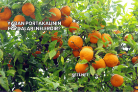Yaban Portakalının Faydaları Nelerdir?