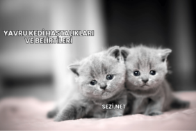 Yavru Kedi Hastalıkları ve Belirtileri