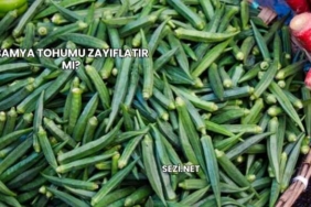 Bamya Tohumu Zayıflatır mı?
